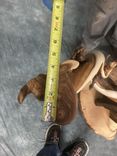 Twisted Juniper Double Head Pedestal 6 small