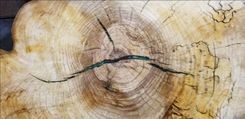 Live Edge Epoxy Tabletop Spalted Sycamore 3 small