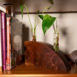 Propagation Vase:  Crimson And Clover 3 small