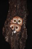 Wood Carving Owl Wall Art 4 small