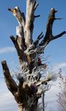 Lost Trees...Reborn' | Custom Chandeliers & Glass Art 1 small