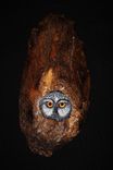 Wood Carving -  Owl - Original Hand Made Bird Sculpture -  Wall Art 1 small