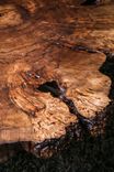 51x44" Peruvian Pepper Burl Rustic Modern Coffee Table 5 small