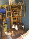 Large Animal Cabinet / Pet Home 6 small