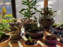 Plant Shelf - Custom Dimensions 4 small