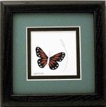 Butterflies - Quilled Swallowtail Butterfly Miniature Wall Art Framed 1 small