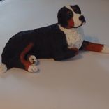 Bernese Mountain Dog — Kingston 2 small