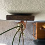 Propagation Vase - Walnut And Copper - Happy Together 4 small