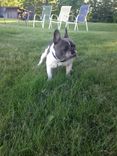 French Bulldog — Bean 2 small