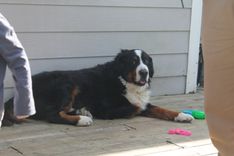 Bernese Mountain Dog — Kingston 3 small