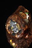 Baby Squirrels In Tree Knot 1 small