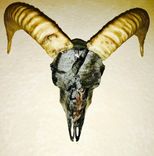 Custom European Mounts, Natural Or Hydro-Dipped! 5 small