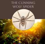 The Cunning Wolf Spider 1 small