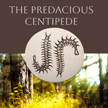 The Predacious Centipede 1 small