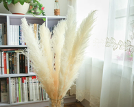 Natural Dried Pampas Grass, Phragmites Communis 3 small